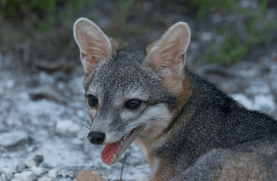 Close up of the Cozumel dwarf fox.  